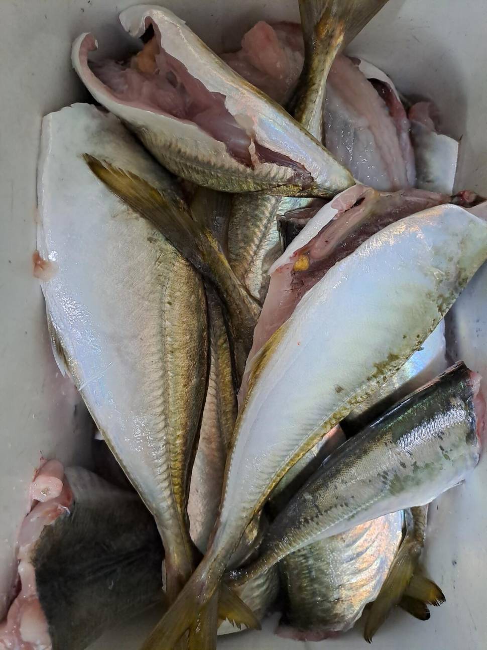 23일어제밤 야간 왁새를돌풍 만나 (조황조행기 - 바다선상조황)