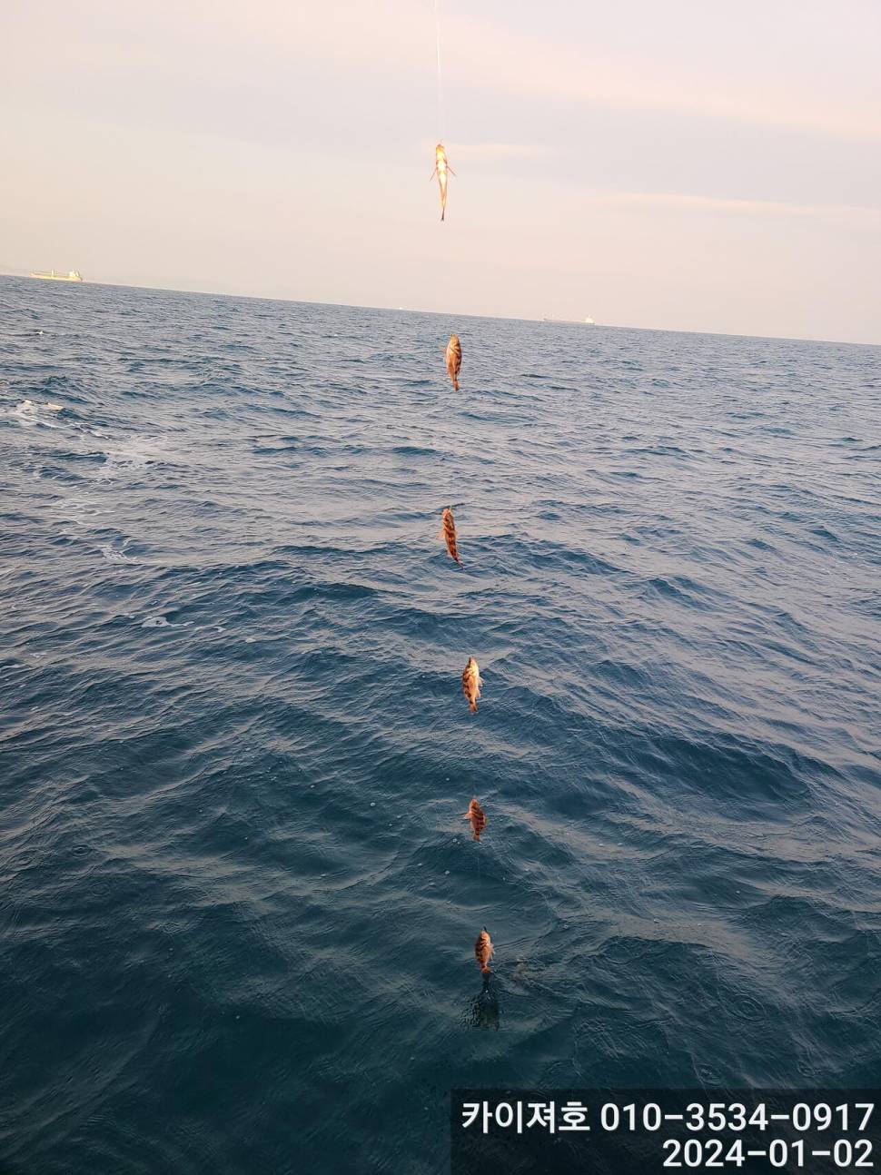 2일 오전 볼라열기 타작 (조황조행기 - 바다선상조황)