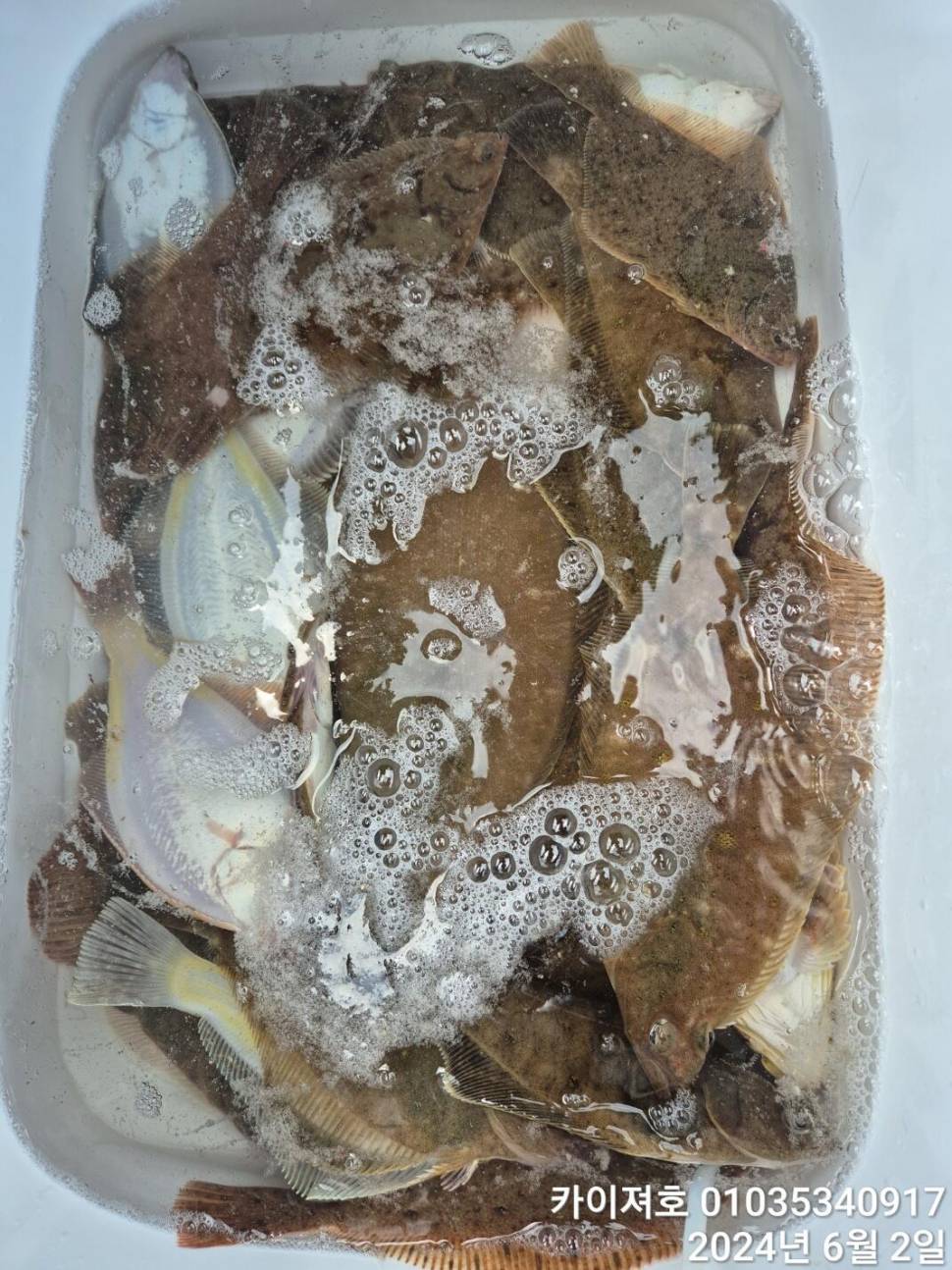 2일 퍼내고 왔어요 타작 왕도다리 참가자미 (조황조행기 - 바다선상조황)