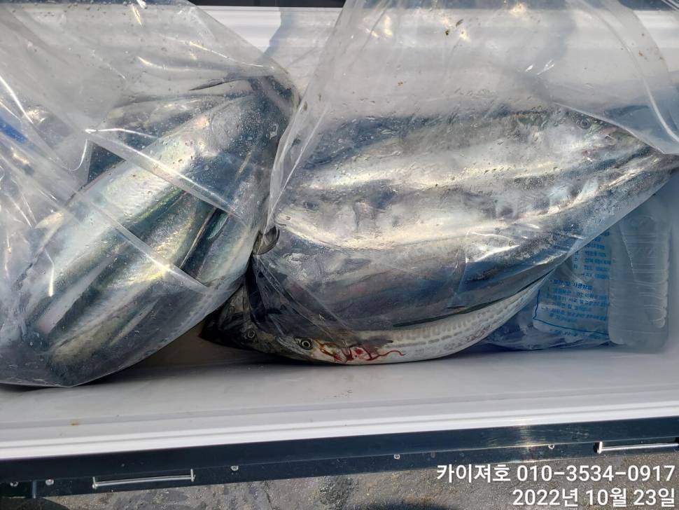 카이져호막잡아 삼치 수목금토 (조황조행기 - 바다선상조황)