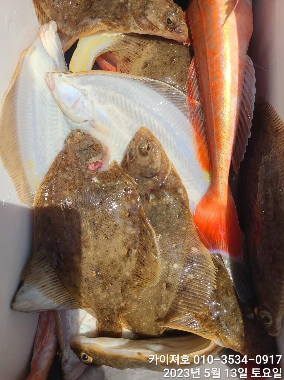 13일오전 도다리참가자미 넉넉히 담았어요 (조황조행기 - 바다선상조황)
