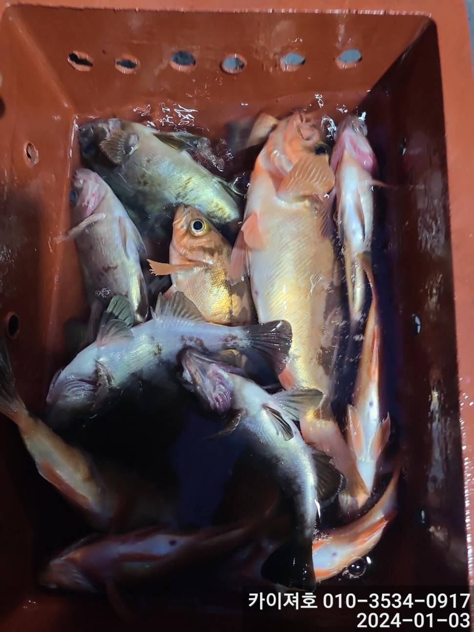 3일오전 완전 쓸어 담았네 왕볼락 볼락 열기 (조황조행기 - 바다선상조황)