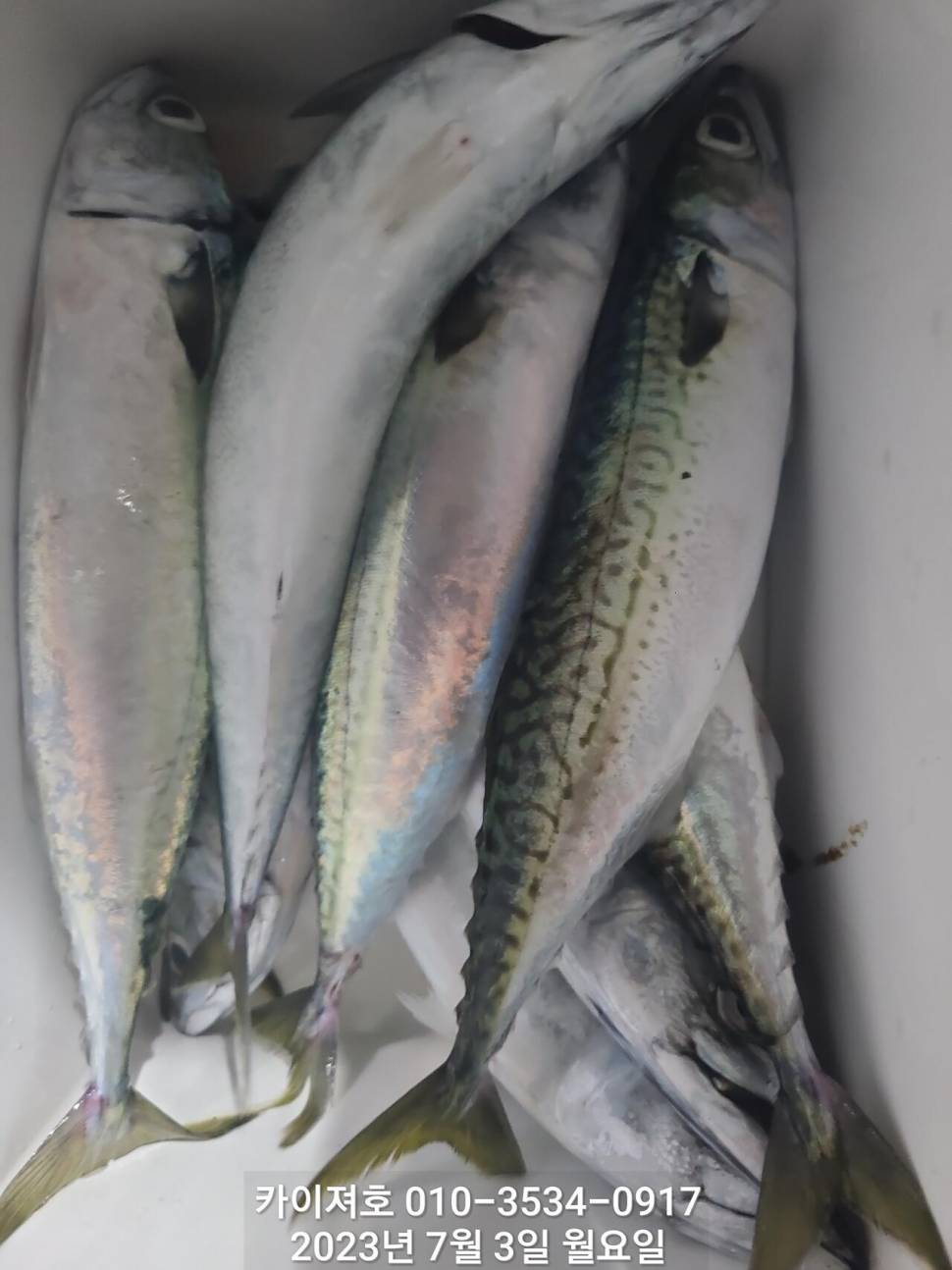 2일찌릿찌릿 손맛 명품 왕고등어 (조황조행기 - 바다선상조황)