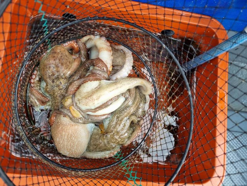 가자낚시 가자호 돌문어 넘쳐납니다 (조황조행기 - 바다선상조황)
