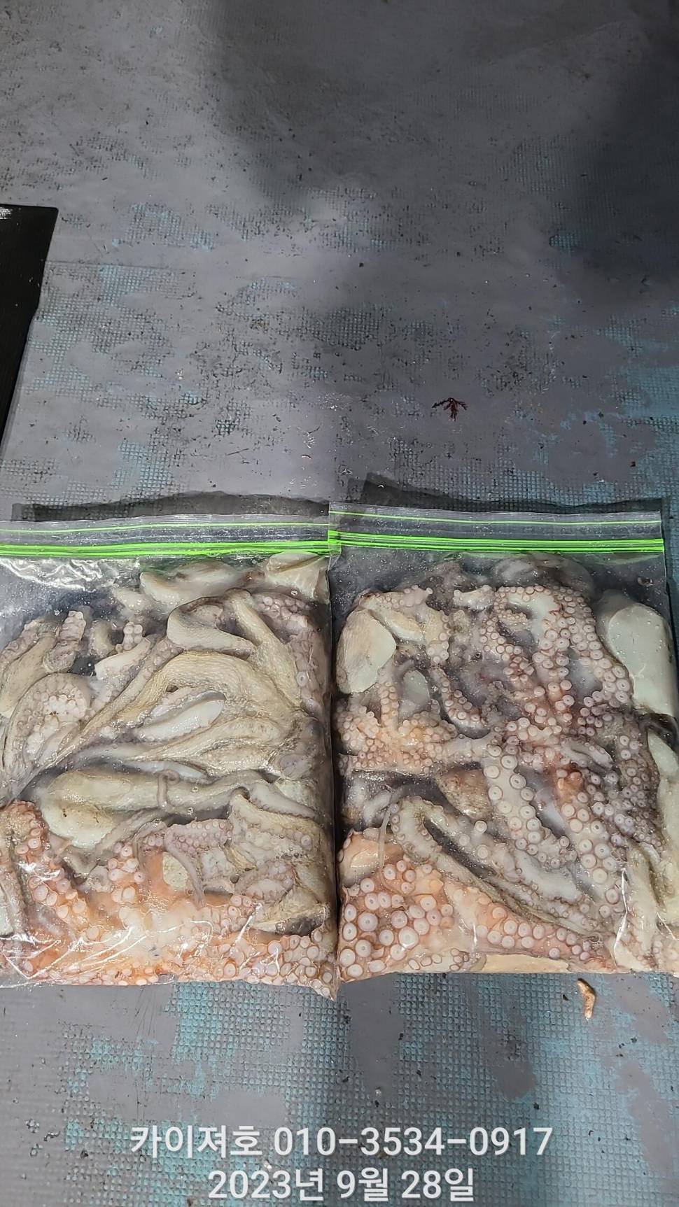 28일밤 돌 문어 마릿수 최고 (조황조행기 - 바다선상조황)
