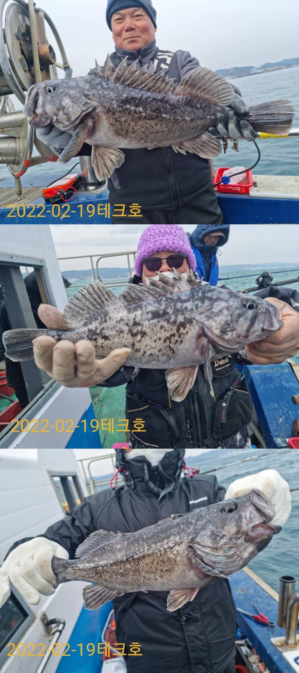 인공초 대물우럭과 왕열기 (조황조행기 - 바다선상조황)