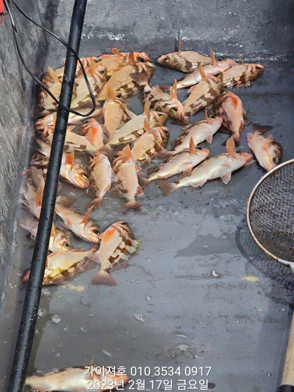 17일 오전 왕열기 두둑하게 담아 입항 (조황조행기 - 바다선상조황)