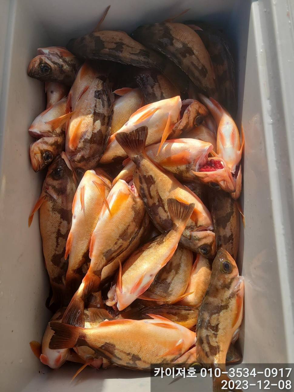 8일오전도 줄줄이 열기 타작 입니다 (조황조행기 - 바다선상조황)