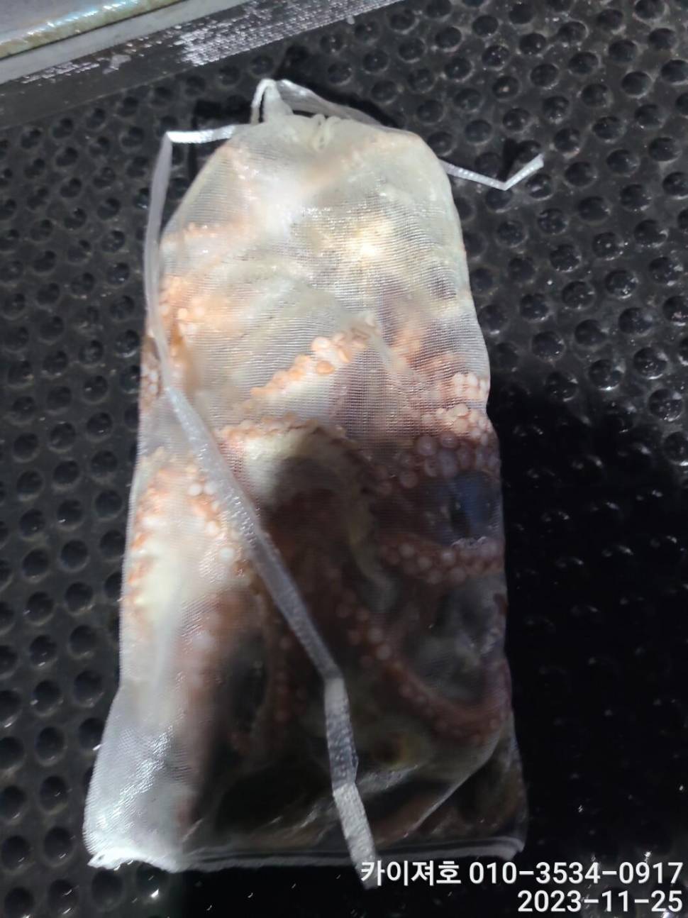 25일야간 돌문어 조황 입니다 (조황조행기 - 바다선상조황)