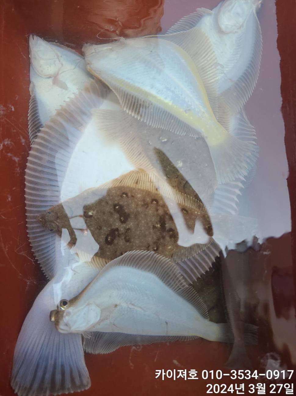 27일오늘도 대폭발 역시나 계속 되는 타작행진 (조황조행기 - 바다선상조황)