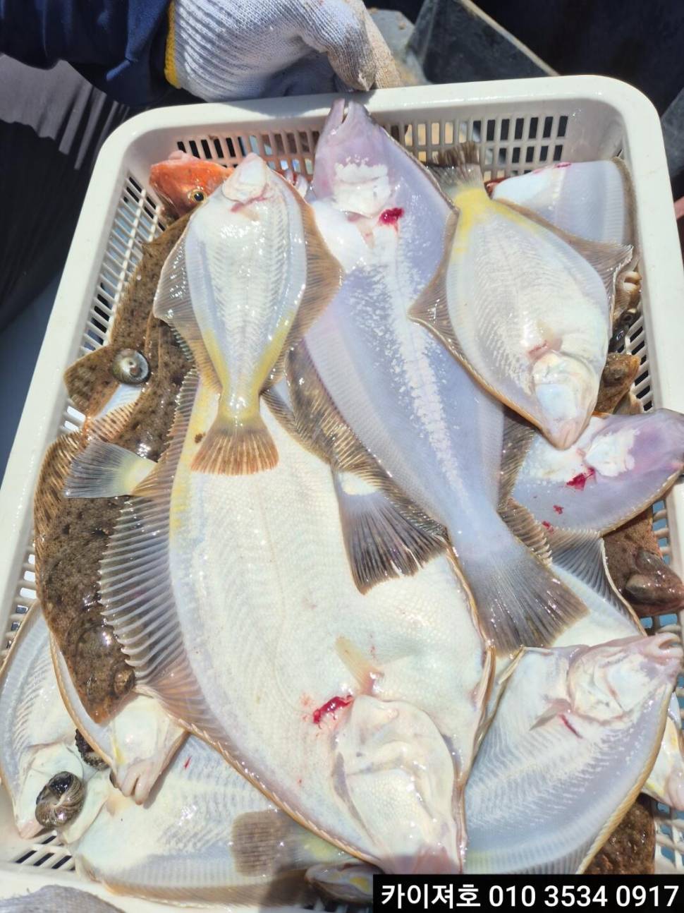 5일 도다리참가자미 조황 (조황조행기 - 바다선상조황)