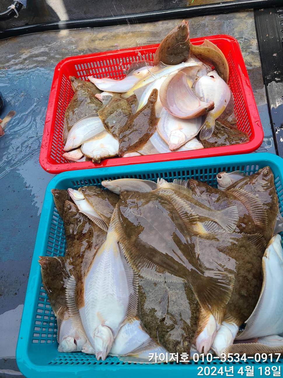 18오늘도 완전 대박 입니다 (조황조행기 - 바다선상조황)