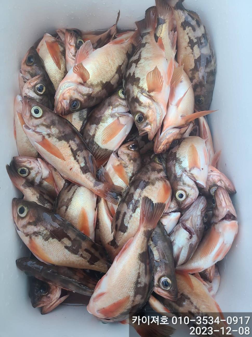 8일오전도 줄줄이 열기 타작 입니다 (조황조행기 - 바다선상조황)