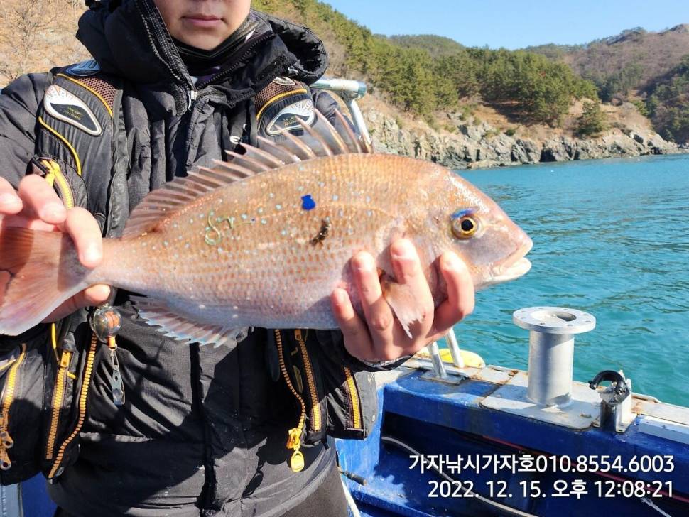 목요일 감성돔 조황 낼 카고 자리여유 (조황조행기 - 바다선상조황)