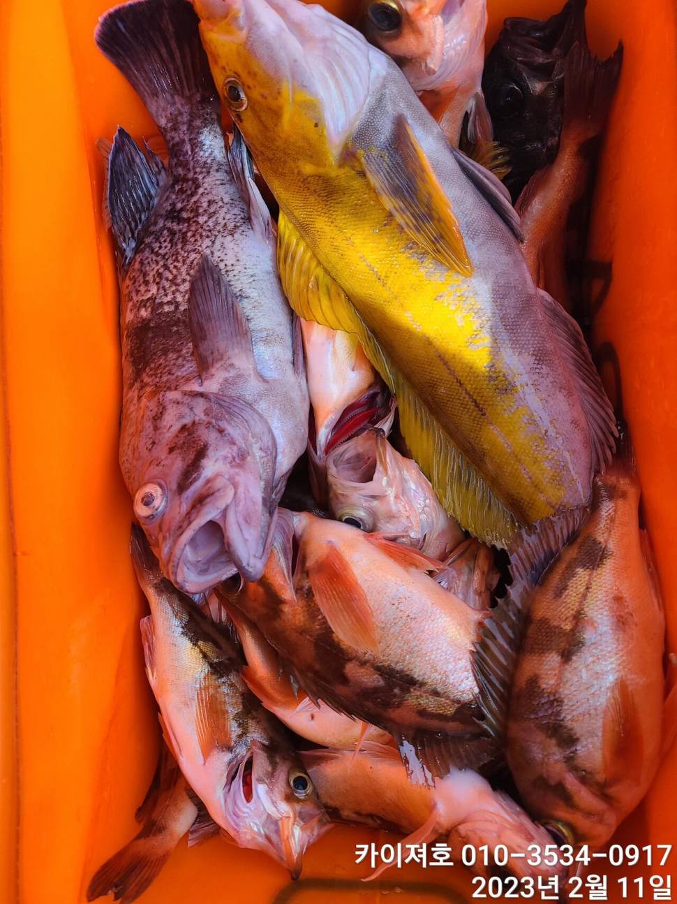 11일오전 왕우럭 왕열기 볼락 마무리 (조황조행기 - 바다선상조황)