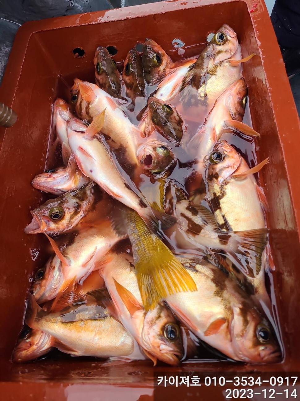 14일오전 줄줄아 볼락열기 꽃이 활짝 (조황조행기 - 바다선상조황)
