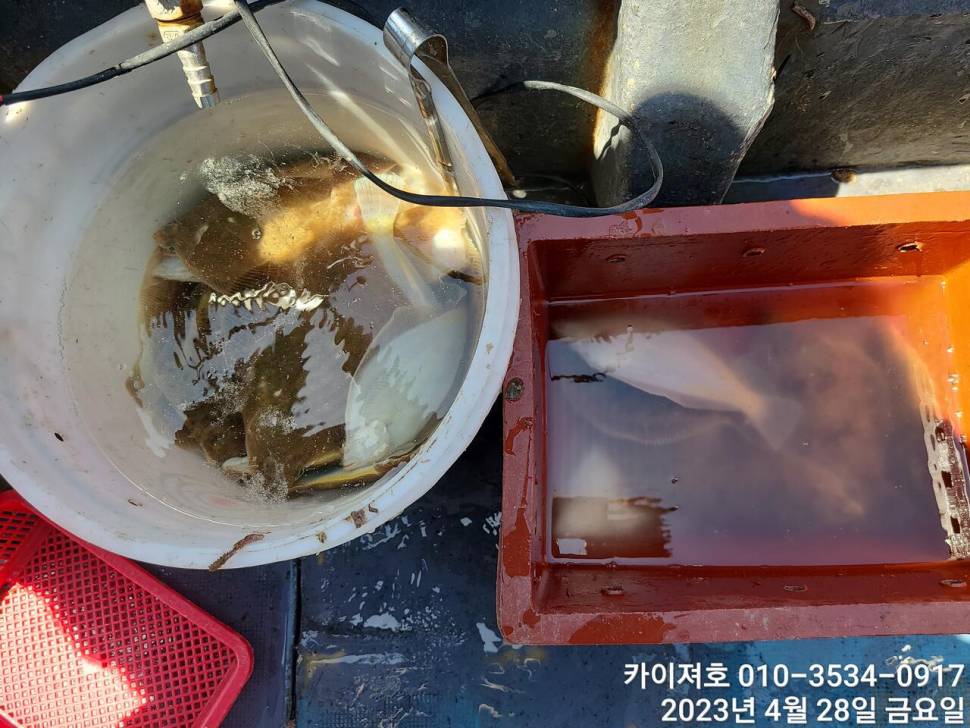 28일오늘도 쓸어담다씨알도굿 (조황조행기 - 바다선상조황)