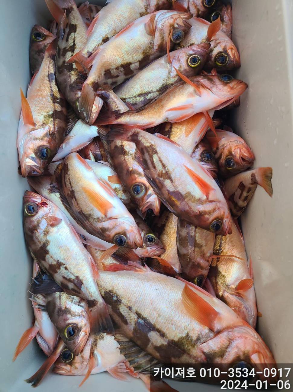 6일오전 볼락열기 줄줄이 두둑합니다 (조황조행기 - 바다선상조황)