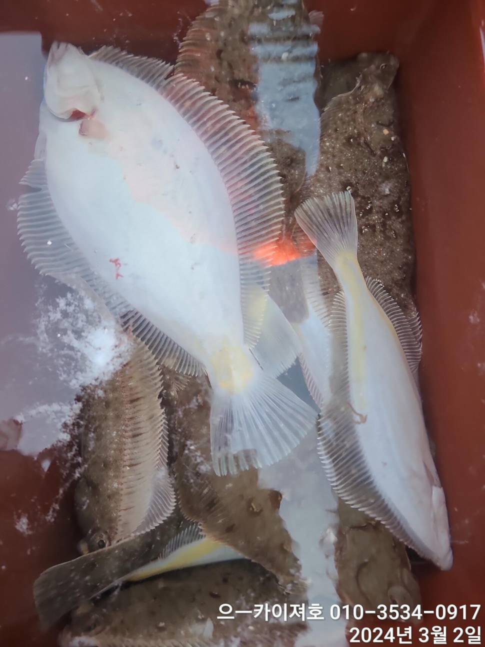 2일 오후 도다리참가자미 대박 입니다 (조황조행기 - 바다선상조황)