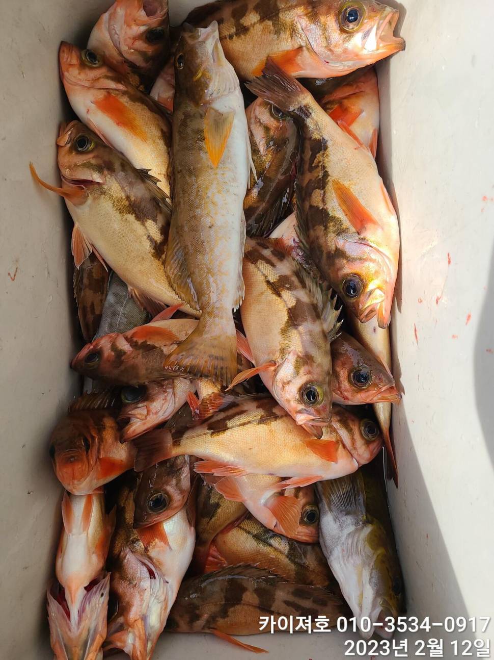 12일오전 왕열기 넉넉히 담아 입항 다음예약일은 목요일 (조황조행기 - 바다선상조황)