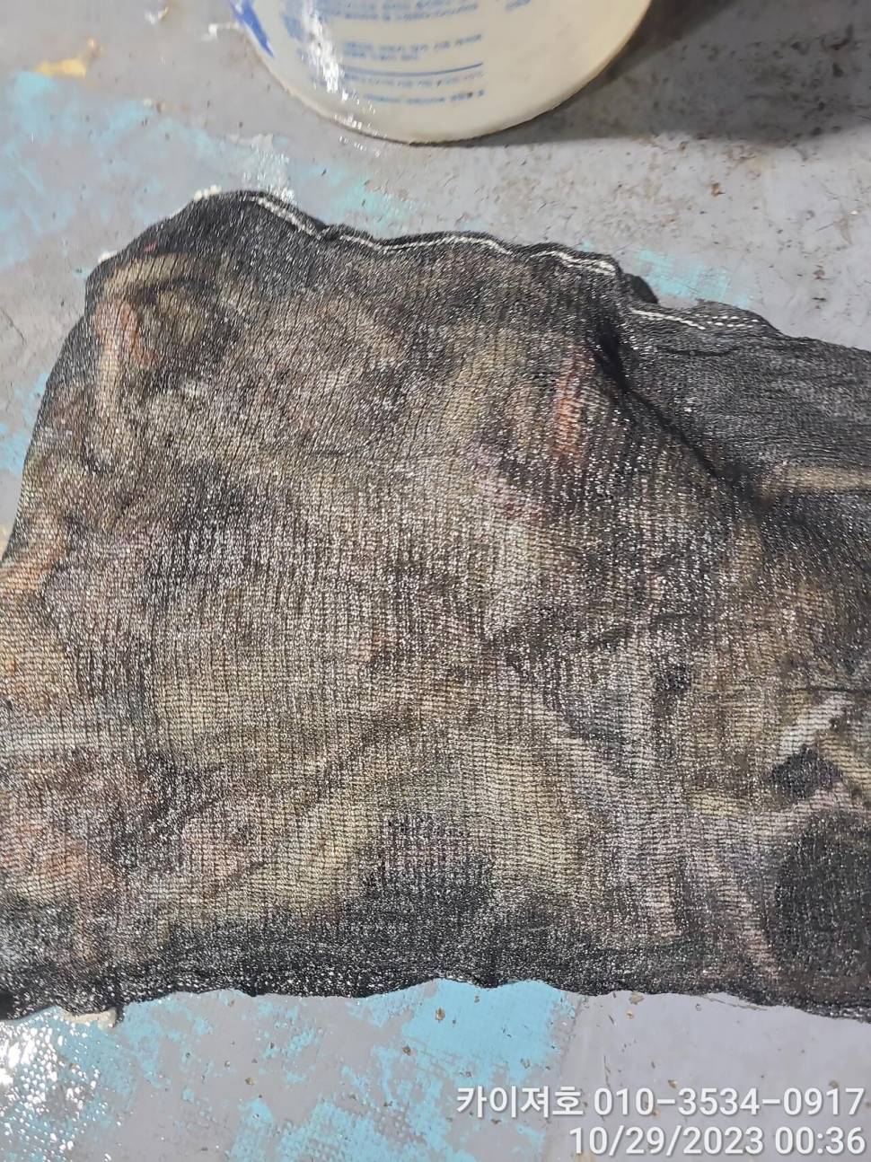28일포항 야간 돌문어 악조건 속에서도 마릿수 굿 (조황조행기 - 바다선상조황)