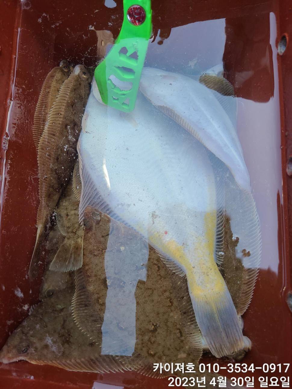 30일오전 퍼담았어요 4짜도 두루 (조황조행기 - 바다선상조황)