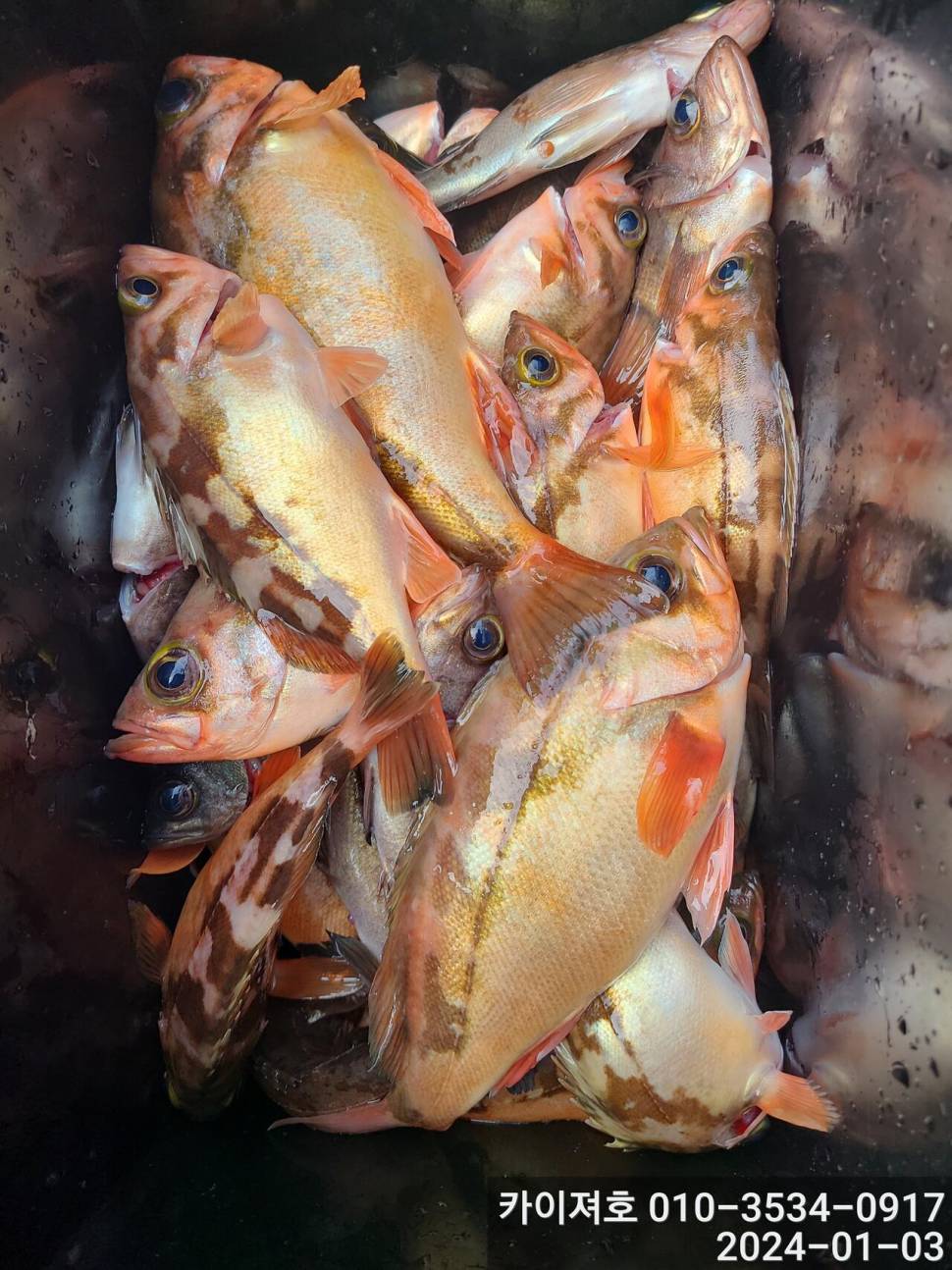 3일오전 완전 쓸어 담았네 왕볼락 볼락 열기 (조황조행기 - 바다선상조황)