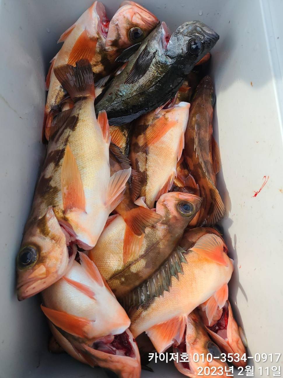 11일오전 왕우럭 왕열기 볼락 마무리 (조황조행기 - 바다선상조황)