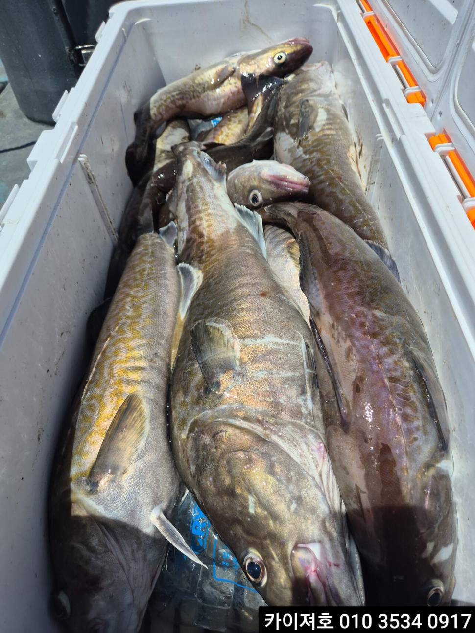 2일 왕대구 만쿨 (조황조행기 - 바다선상조황)