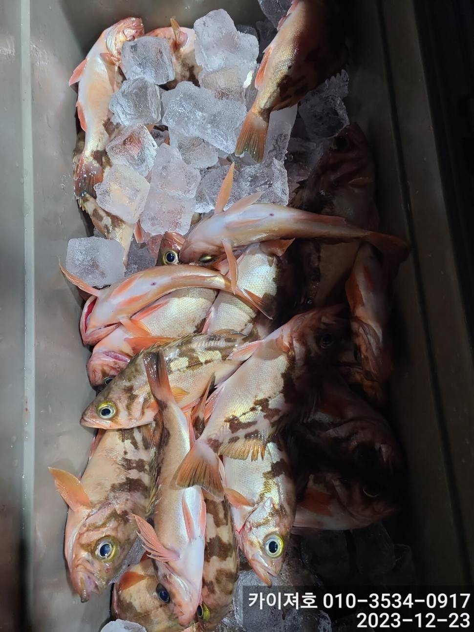 23일 오후 줄줄이 열기 볼락 타작 (조황조행기 - 바다선상조황)