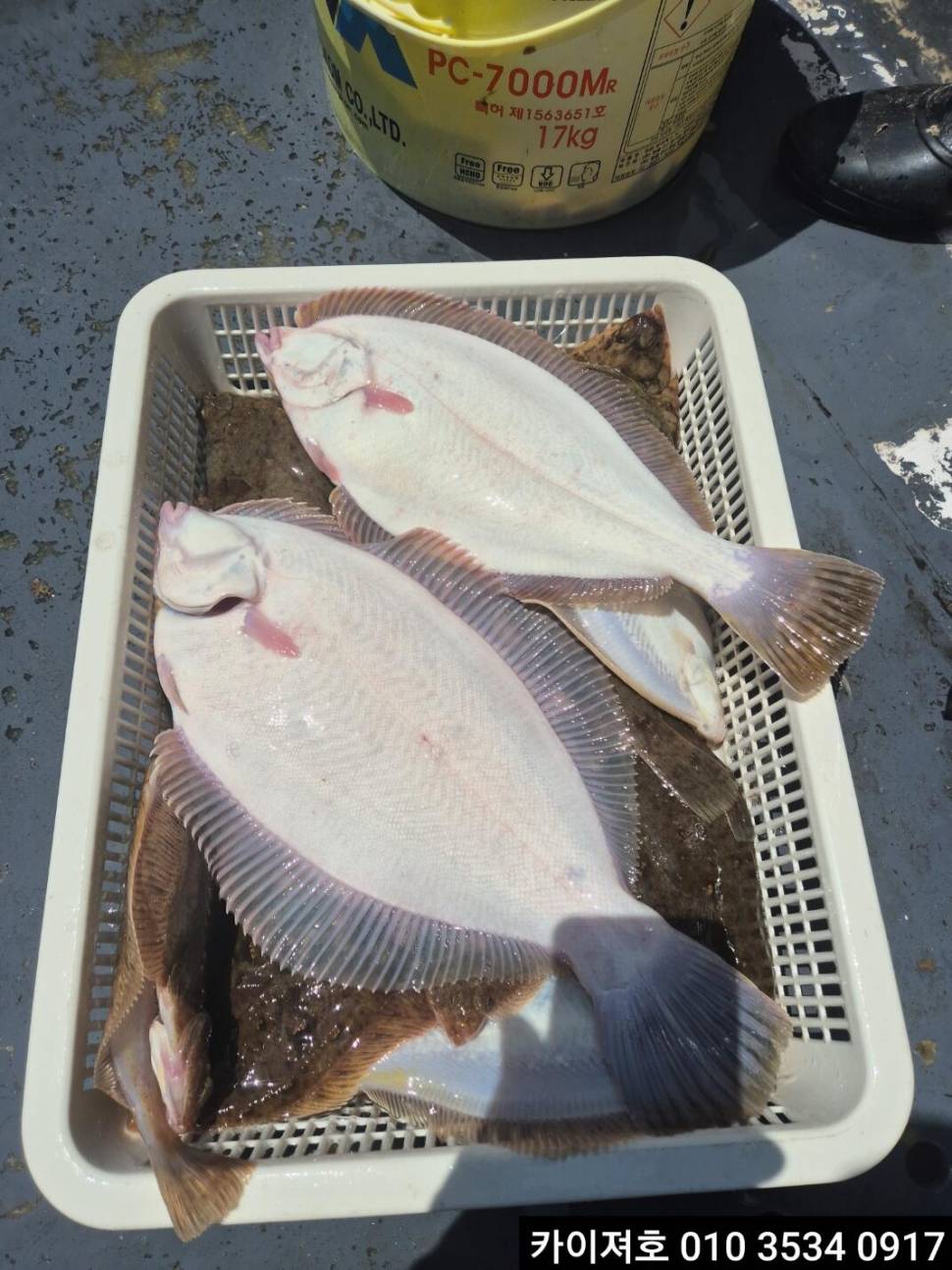 20일오전 도다리참가자미 타작 조황 (조황조행기 - 바다선상조황)