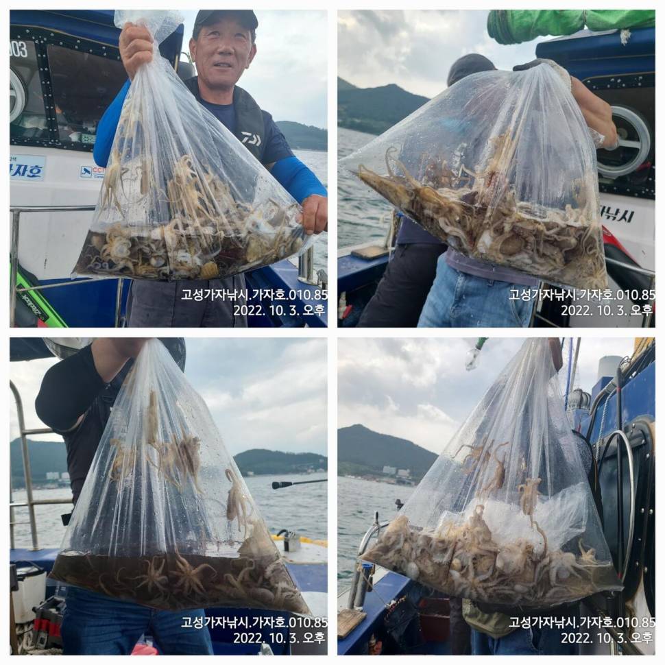 돌문어 마릿수 조황 (조황조행기 - 바다선상조황)