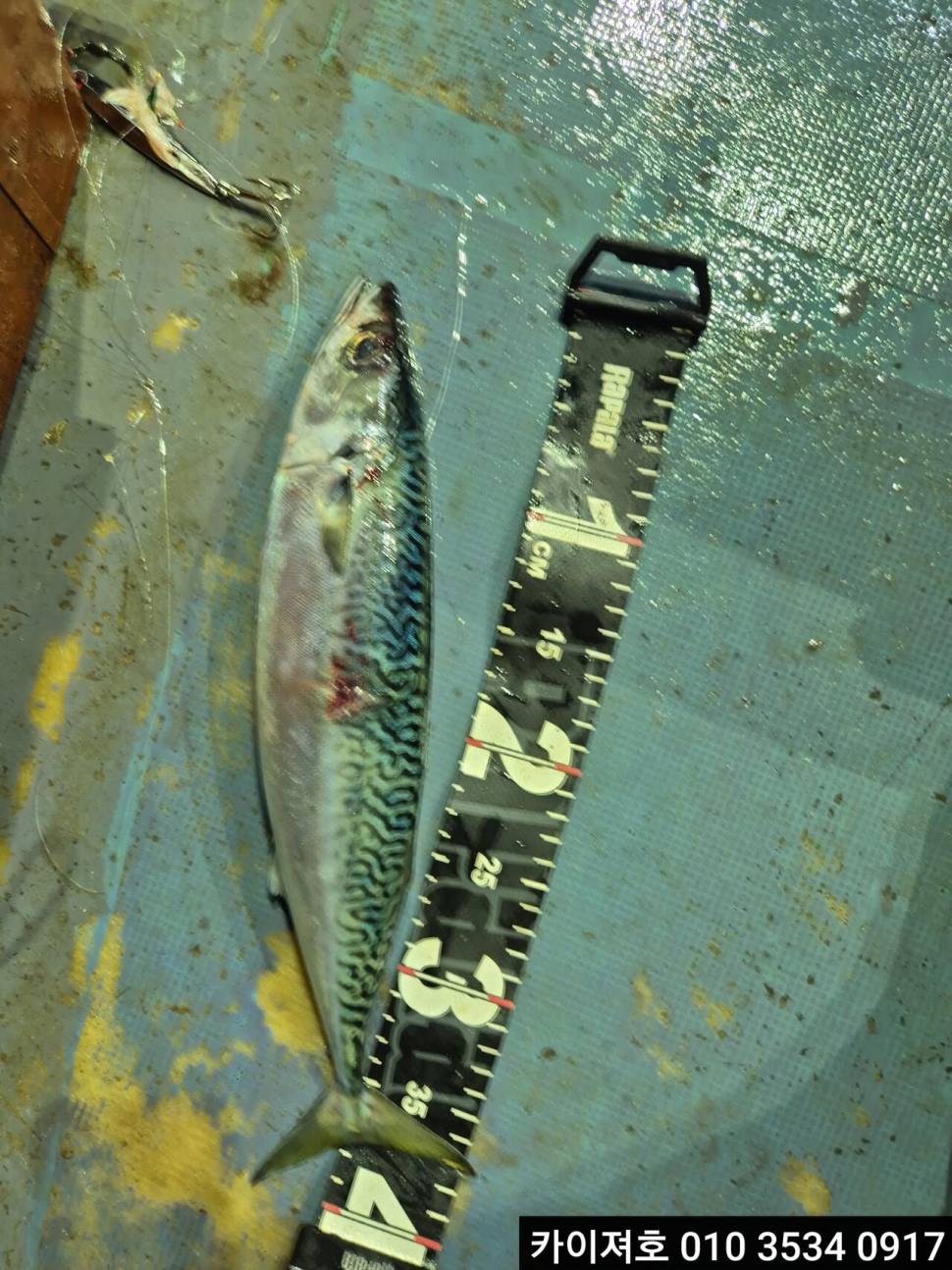 23일왕고등어 왕전갱이 조황 (조황조행기 - 바다선상조황)