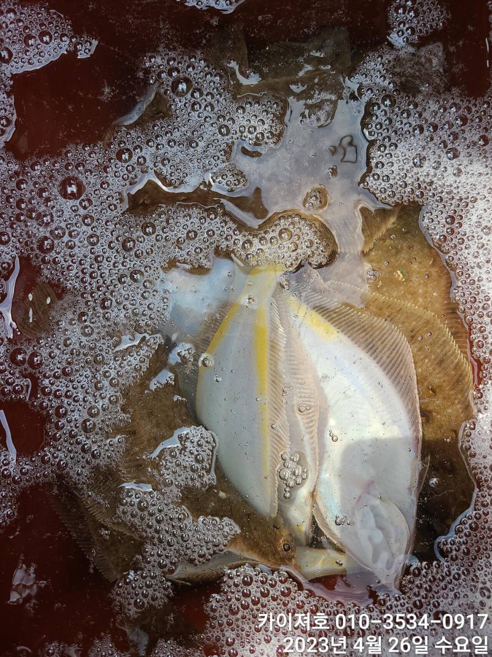 26일마릿수 장난 아닙니다 최고 (조황조행기 - 바다선상조황)