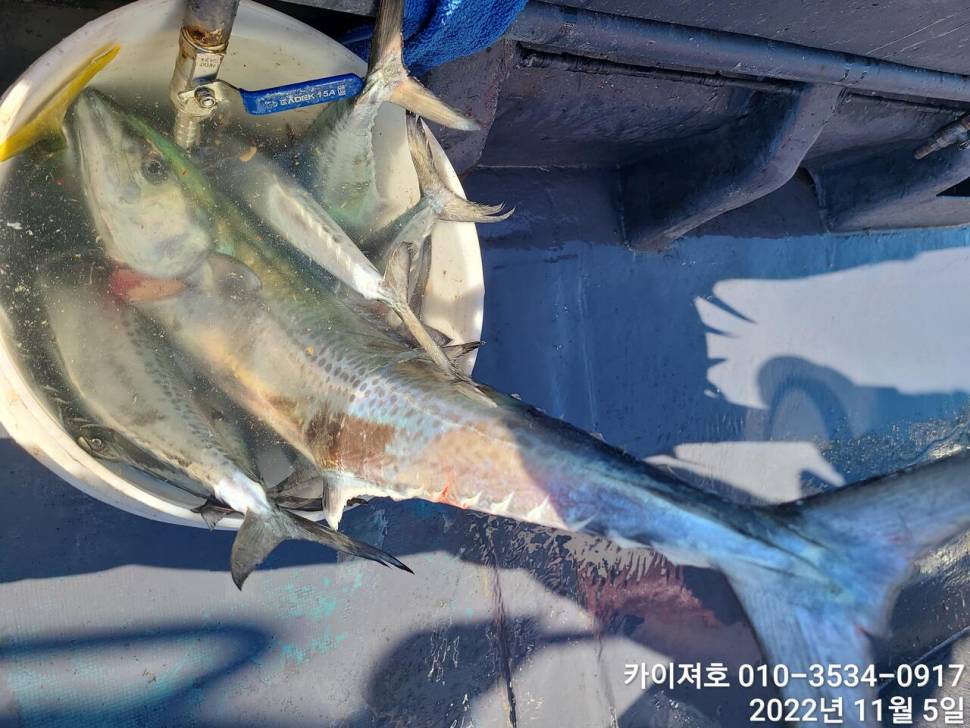 5일오전 막잡아 한자데기 대삼치 중삼치 방어 (조황조행기 - 바다선상조황)