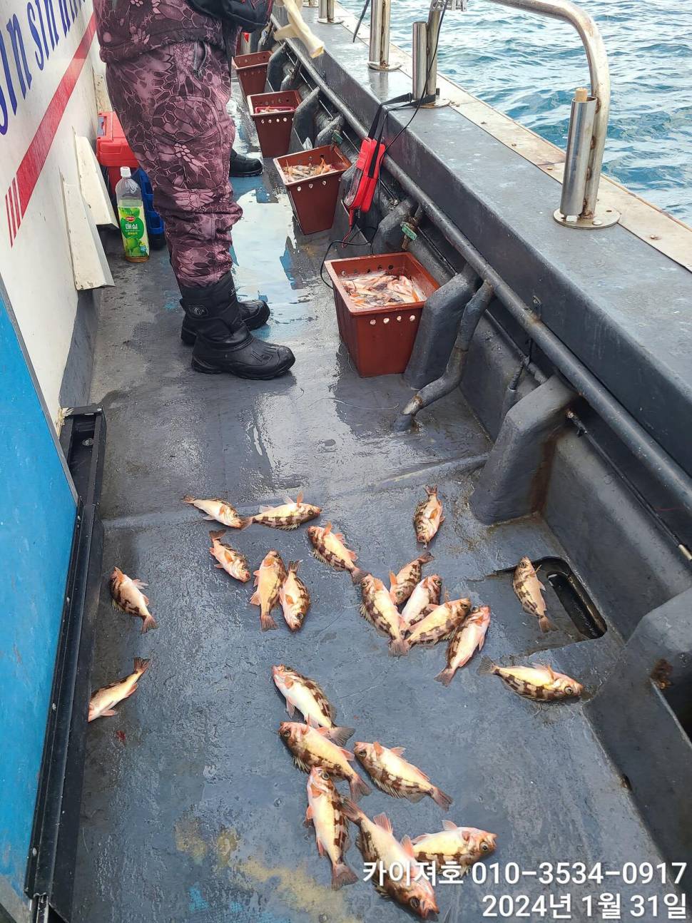 오늘도 볼락열기 만만세 타작 (조황조행기 - 바다선상조황)