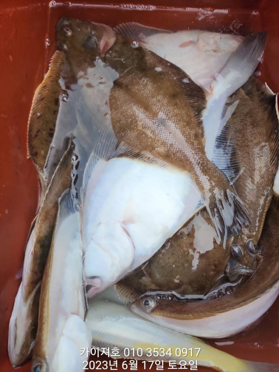 수북히 담아 가실수있는 도다리참가자미 (조황조행기 - 바다선상조황)