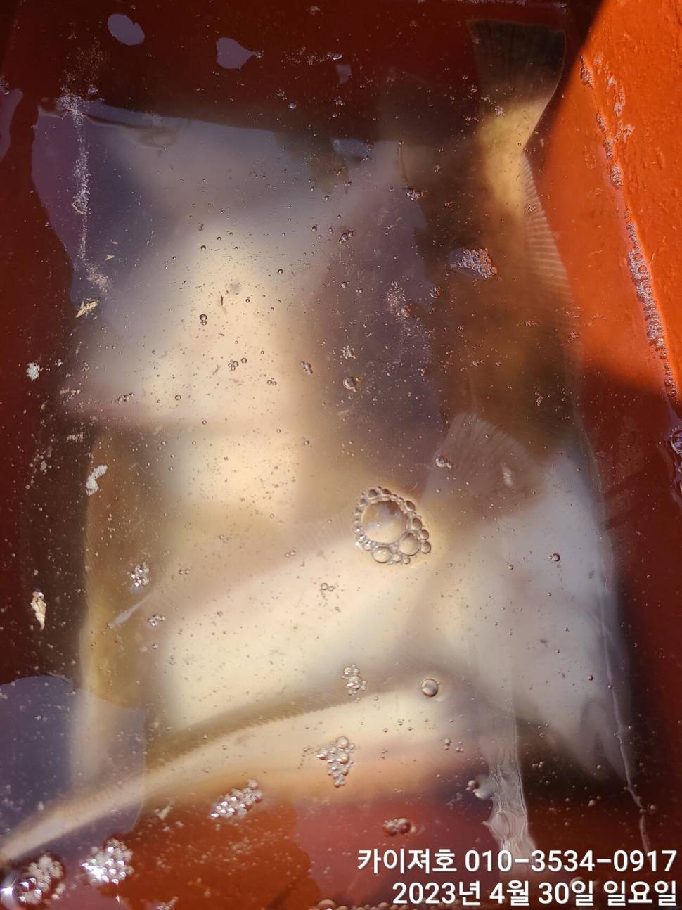 30일오전 퍼담았어요 4짜도 두루 (조황조행기 - 바다선상조황)