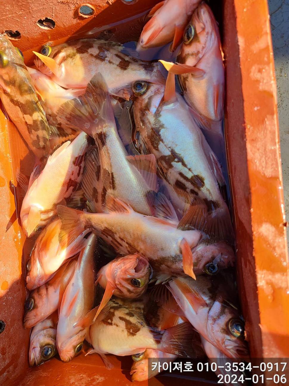 6일오전 볼락열기 줄줄이 두둑합니다 (조황조행기 - 바다선상조황)