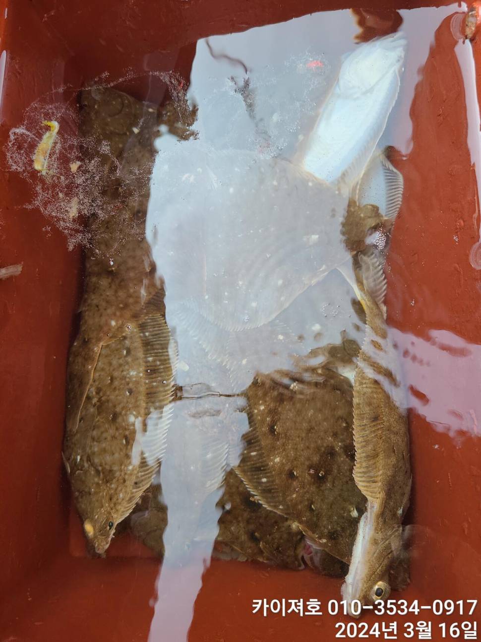 16일오전도 오후도 타작 (조황조행기 - 바다선상조황)