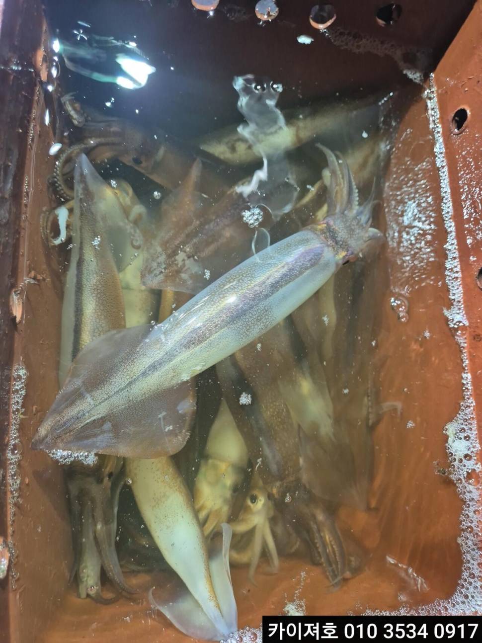 22일오징어 조황 (조황조행기 - 바다선상조황)
