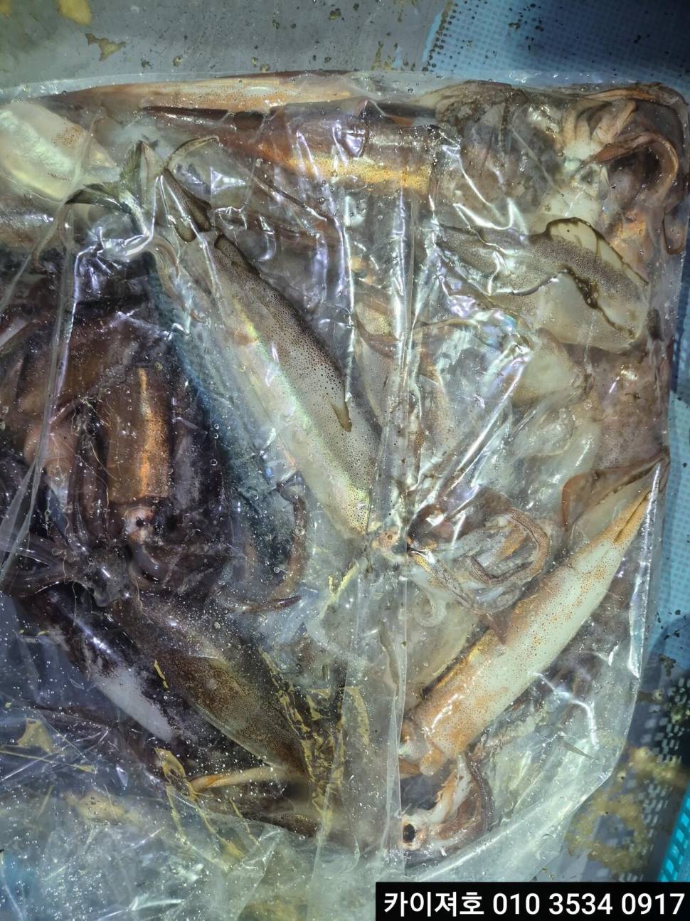 22일오징어 조황 (조황조행기 - 바다선상조황)