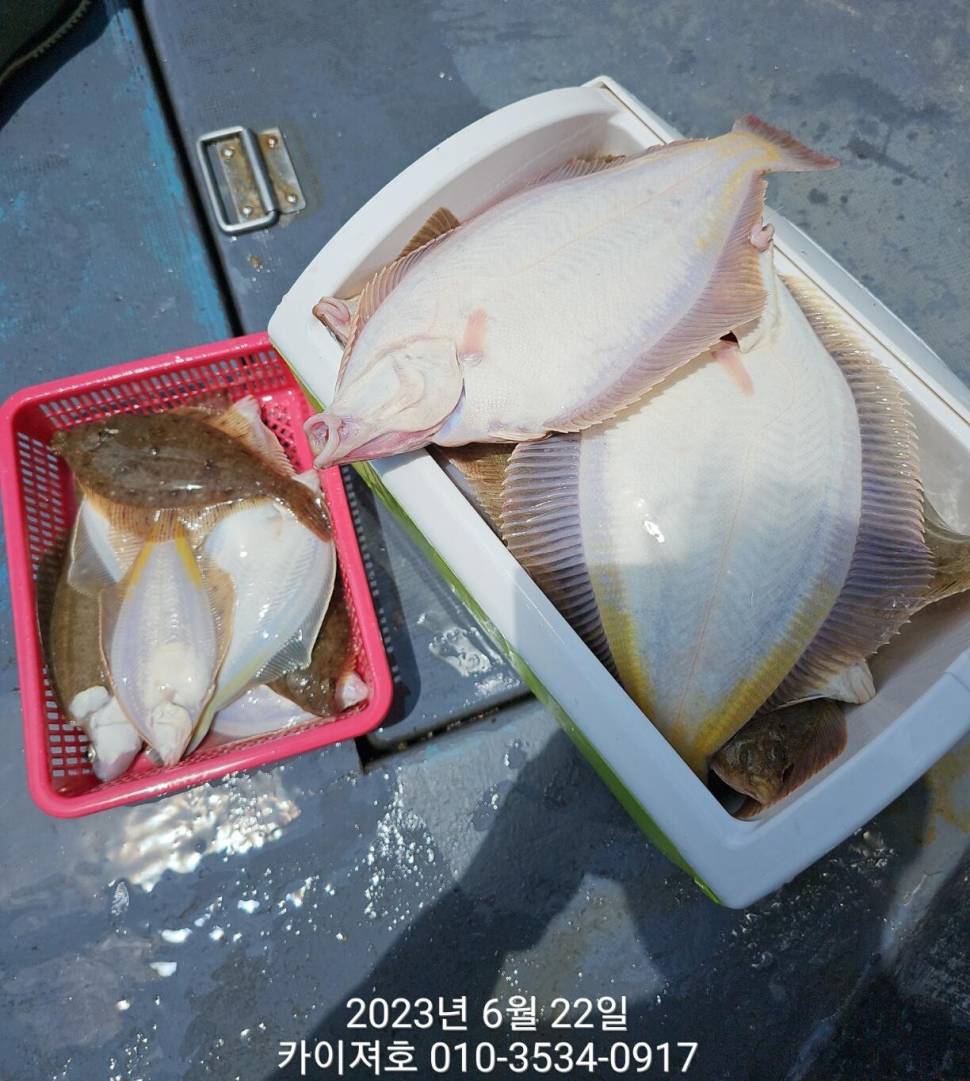 22일잠시 출항 바글바글 천지로 많네요 왕도다리차마가자미 (조황조행기 - 바다선상조황)