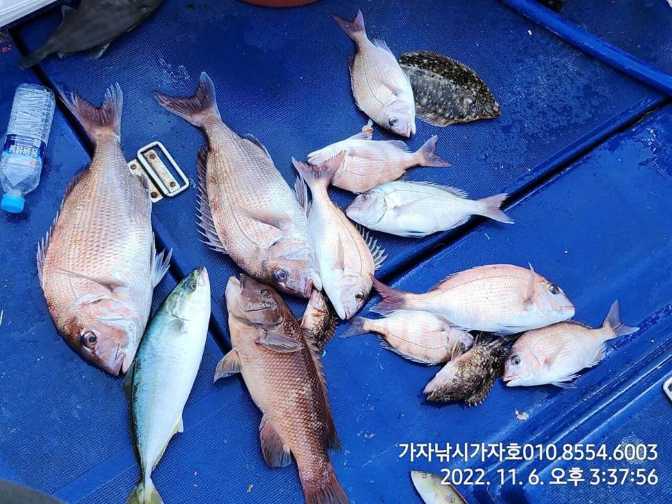 감성돔참돔 짜릿한 손맛 조황입니다 (조황조행기 - 바다선상조황)
