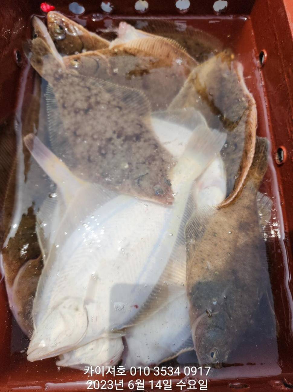 14일오전도 거의 대박 (조황조행기 - 바다선상조황)