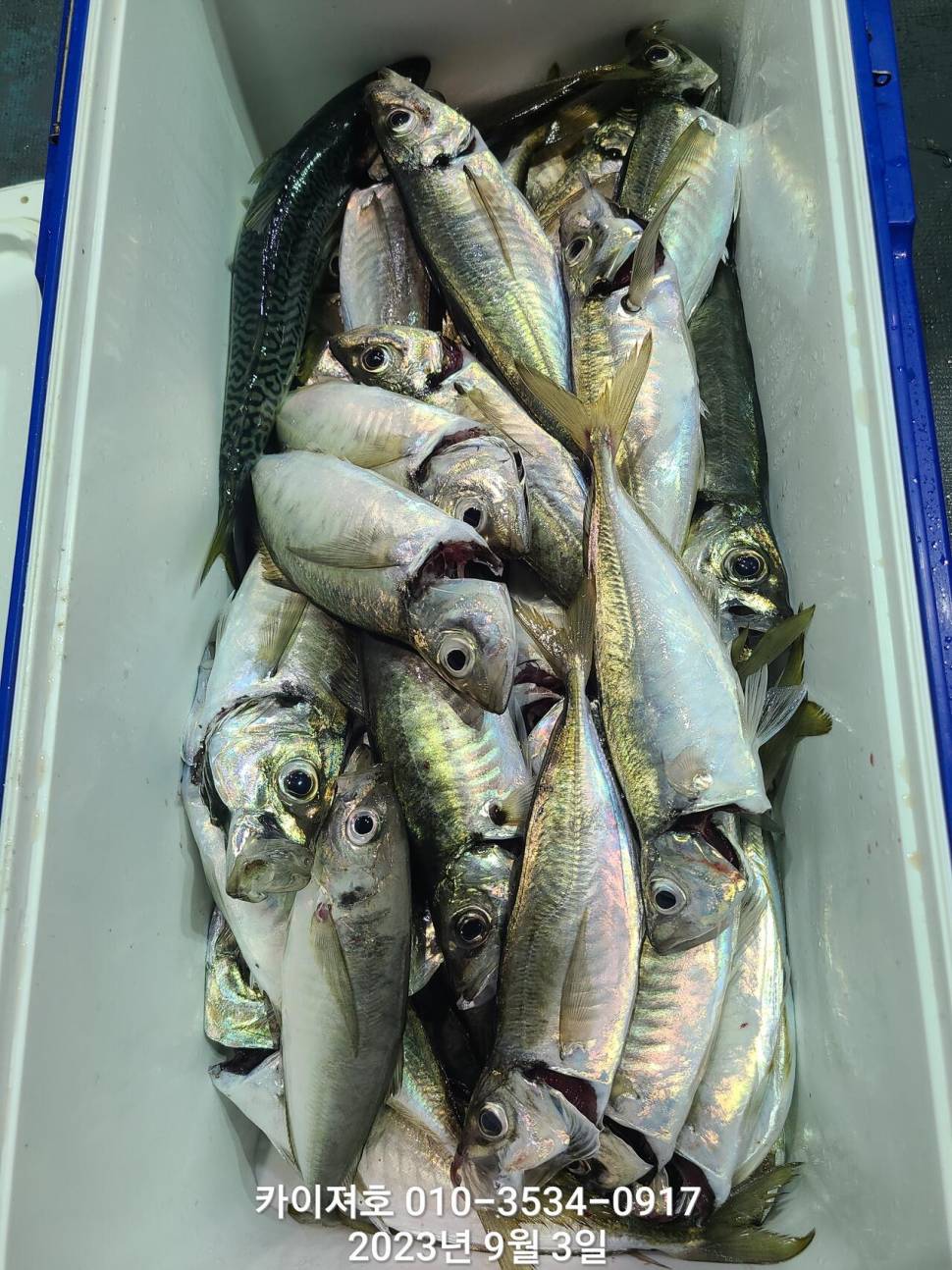 대삼치대전갱이 최근 폭팔적인 조황 (조황조행기 - 바다선상조황)