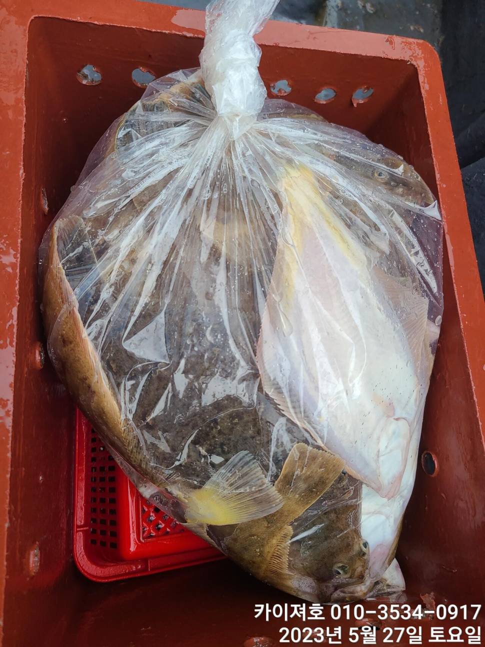 27일오전 대폭팔 듬뿍 담아았습니다 (조황조행기 - 바다선상조황)