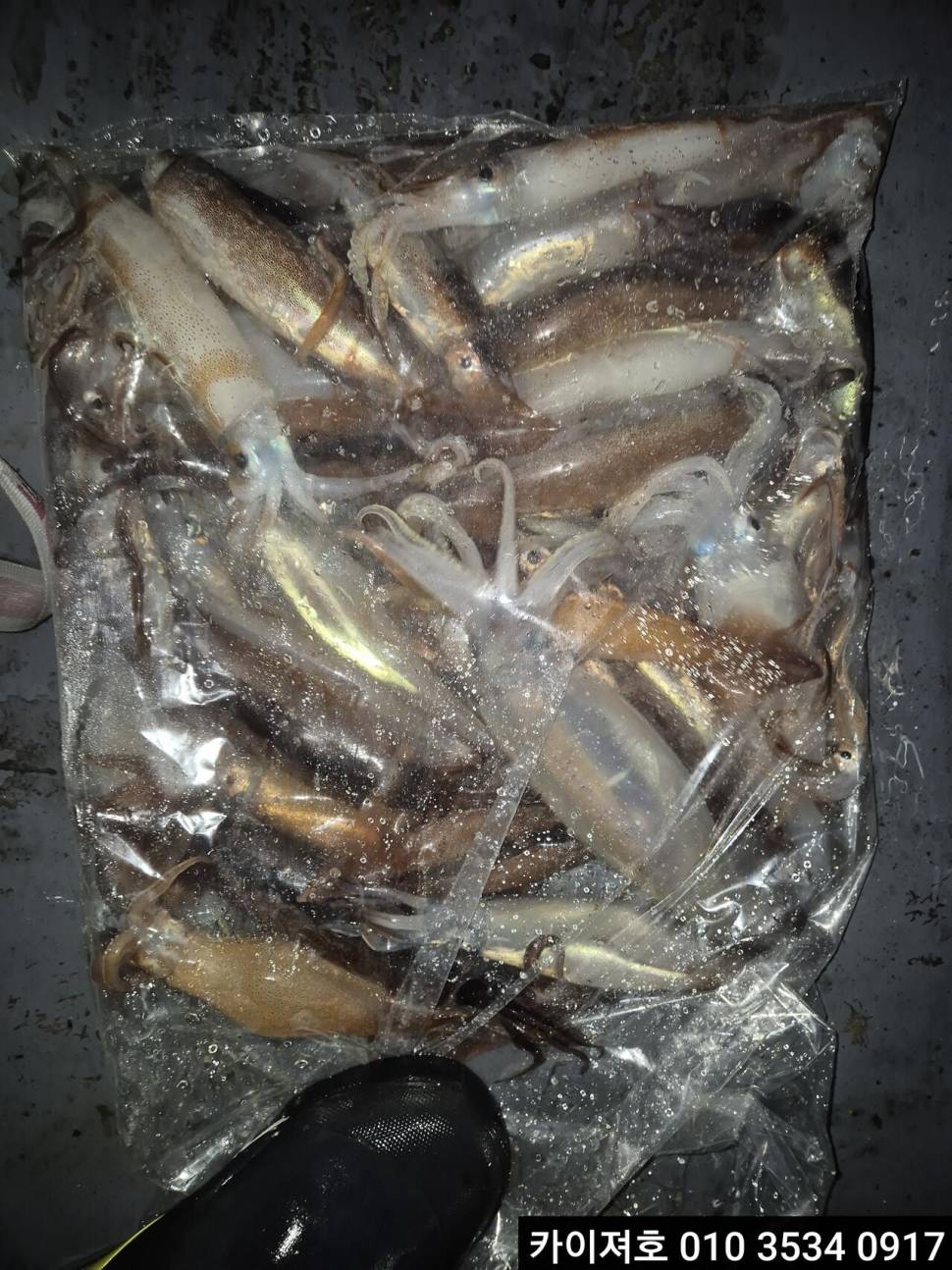 22일오징어 조황 (조황조행기 - 바다선상조황)