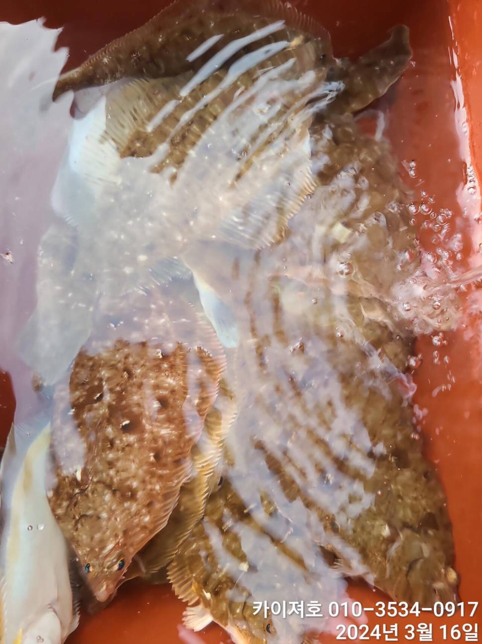 16일오전도 오후도 타작 (조황조행기 - 바다선상조황)