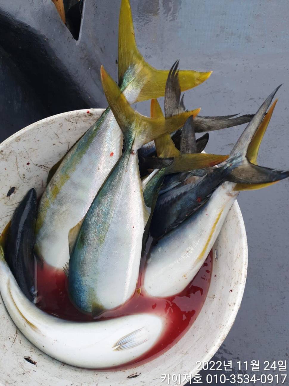 24일 오전 가을 오동통 방어 손맛 찐 합니다 (조황조행기 - 바다선상조황)